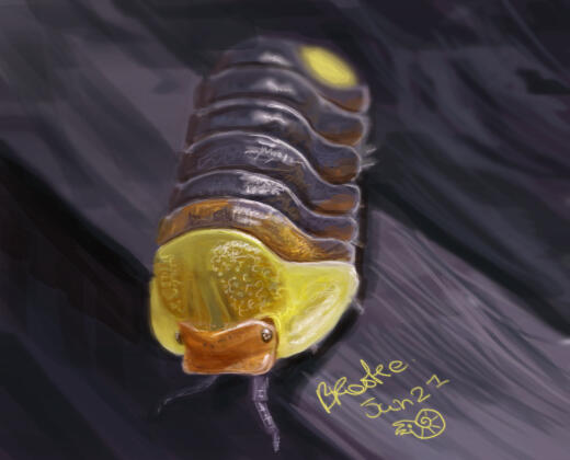 Digital painting of a woodlouse with a grey body, a yellow head, and an orange face. It is crawling over a piece of wood.