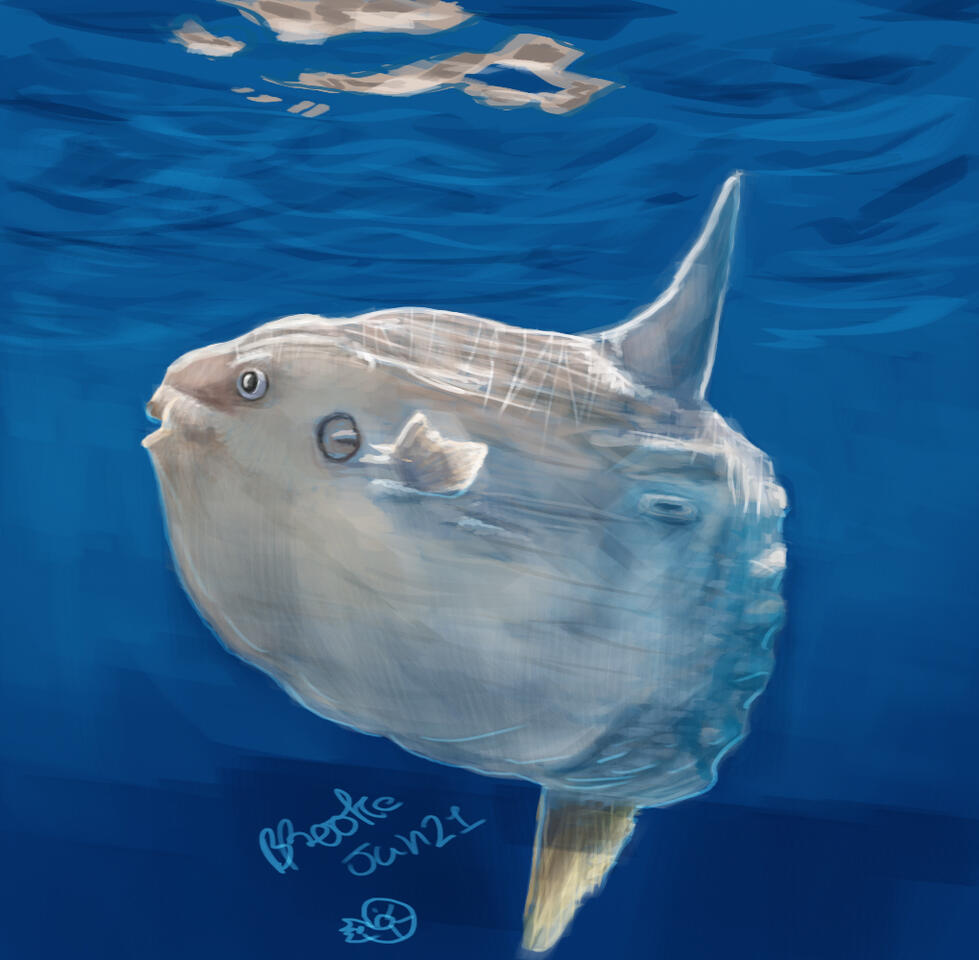 Digital Painting of a Mola mola fish from the side and floating underwater in a blue ocean. The fish is reflected on the water surface above it.