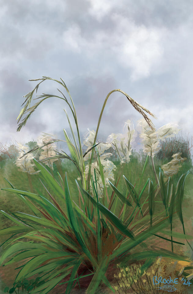 Digital painting of a wild wheat-like grass in a grassy field below a cloudy winter sky.